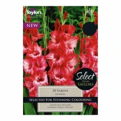 Taylors Gladioli Vabene