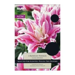 Lilium Roselily Natalia