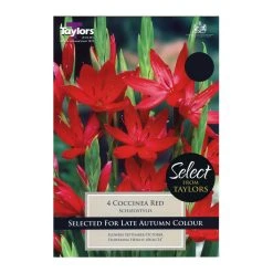 Taylors Schizostylis Coccinea Red