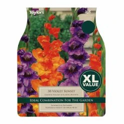 Taylors Gladioli Violet Sunset