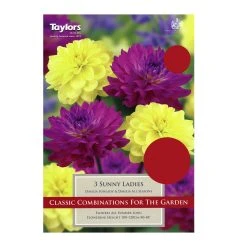 Taylors Dahlia Sunny Ladies
