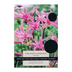 Taylors Amarine Belladiva