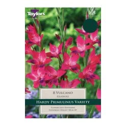 Taylors Gladioli Nanus Vulcano Bulbs