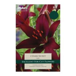 Taylors Lily Dark Secret Bulbs