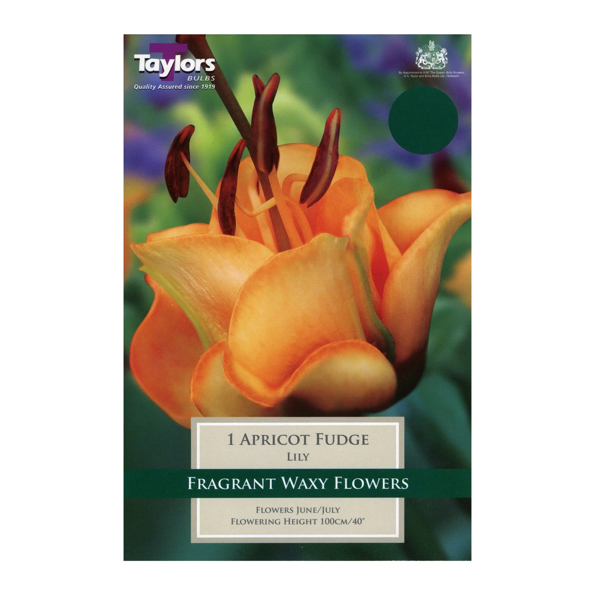 Taylors Lily Apricot Fudge Bulbs 1 Taylors Lily Apricot Fudge Bulbs