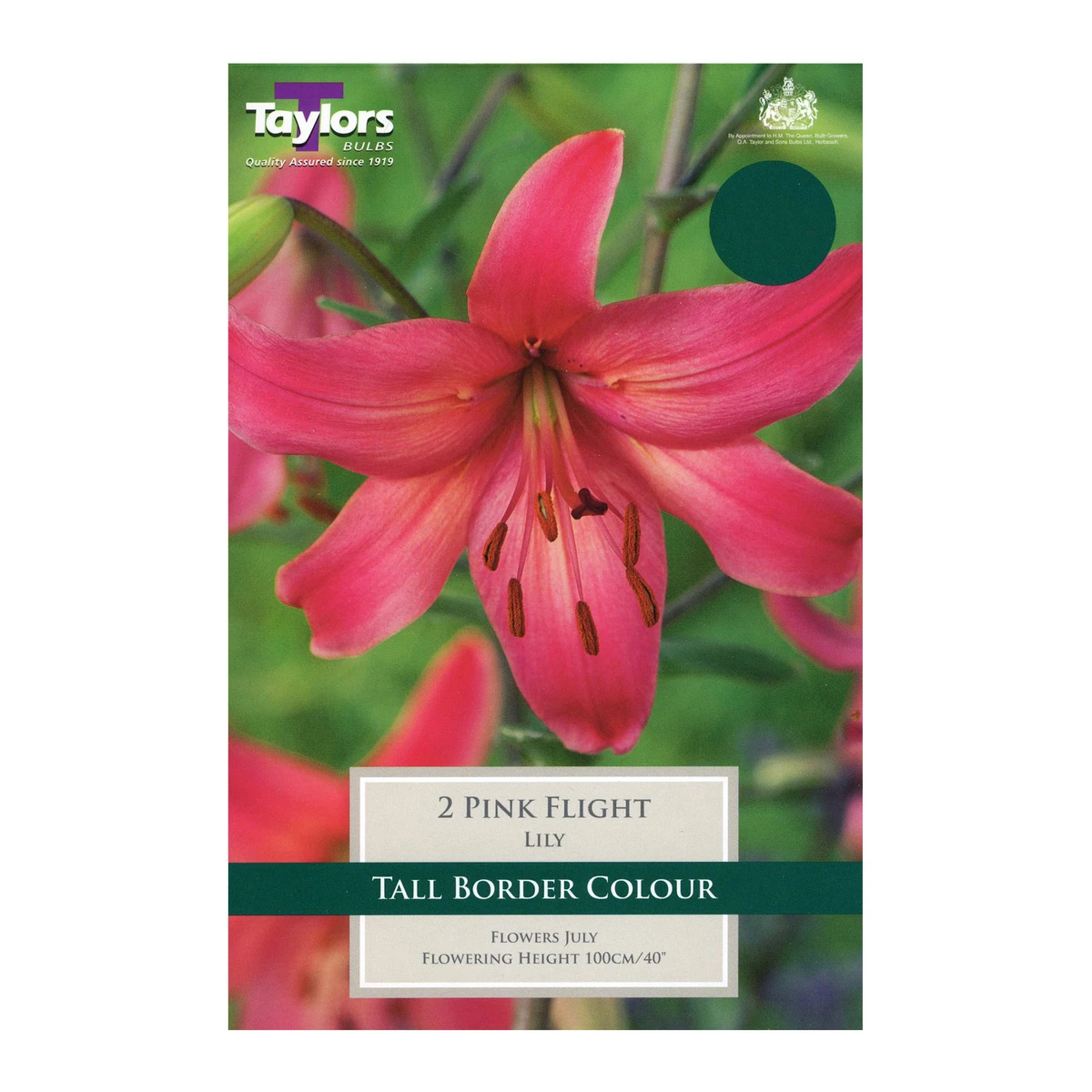 Taylors Lily Pink Flight Bulbs 1 Taylors Lily Pink Flight Bulbs
