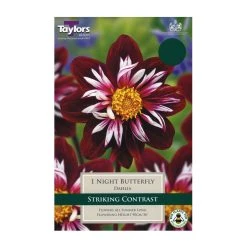 Taylors Dahlia Night Butterfly Bulb