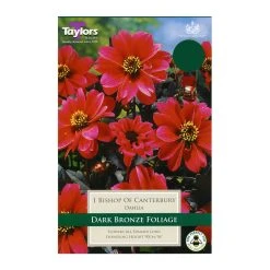 Taylors Dahlia Bishop Of Canterbury