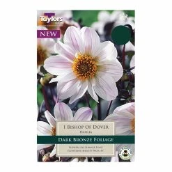 Taylors Dahlia Bishop Of Dover