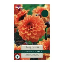 Taylors Dahlia David Howard Bulb