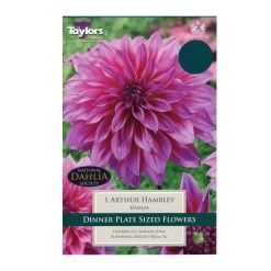 Taylors Dahlia Arthur Hambley