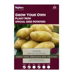 Taylors Main Crop Scapa Seed Potatoes 10 Pack