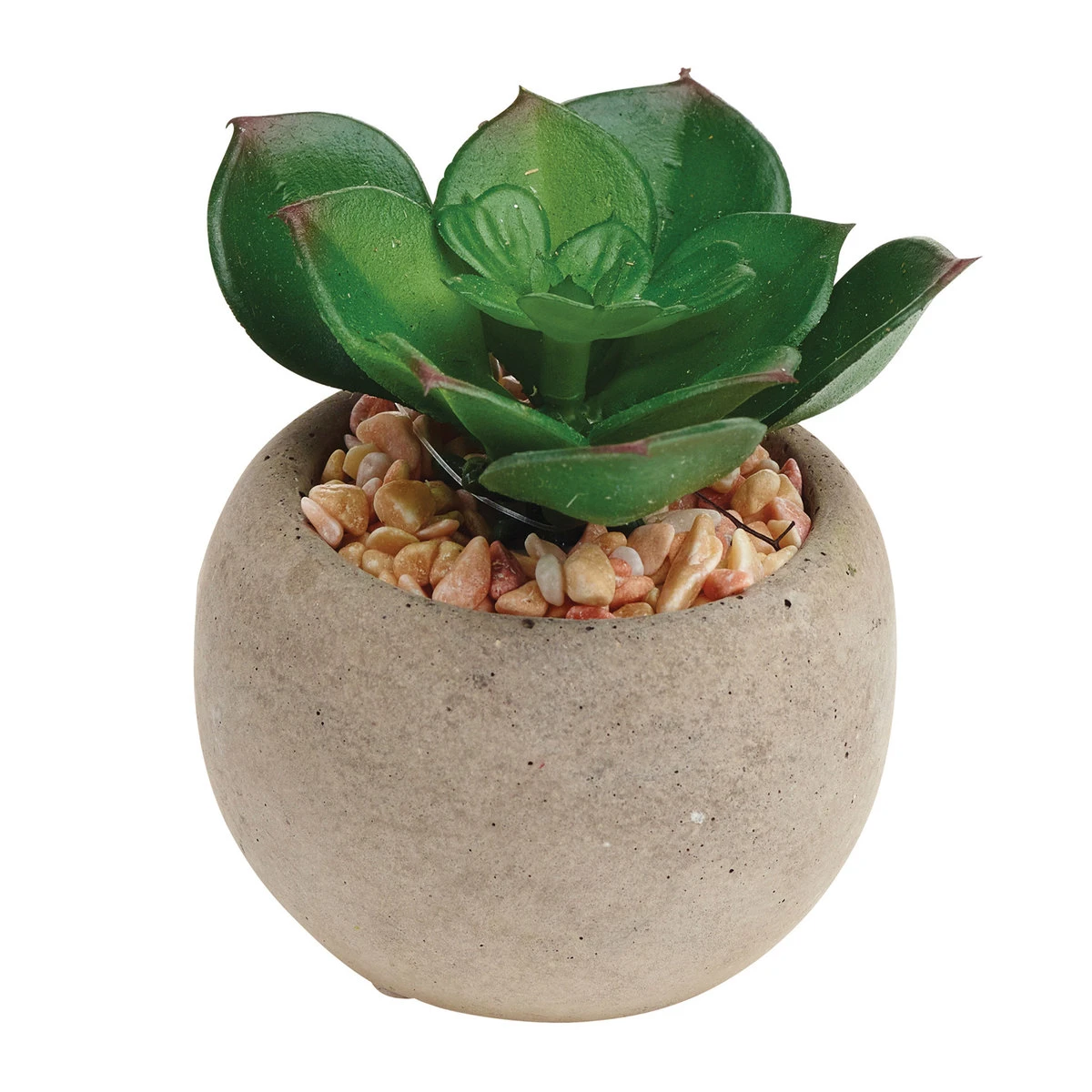Gardman A Mixed Succulent Pot Plants 2 Gardman A Mixed Succulent Pot Plants - Billede 2