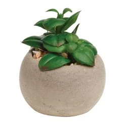 Gardman A Mixed Succulent Pot Plants 5 Gardman A Mixed Succulent Pot Plants -Kent & Stowe butik 9111511 frontface 1200Wx1200H