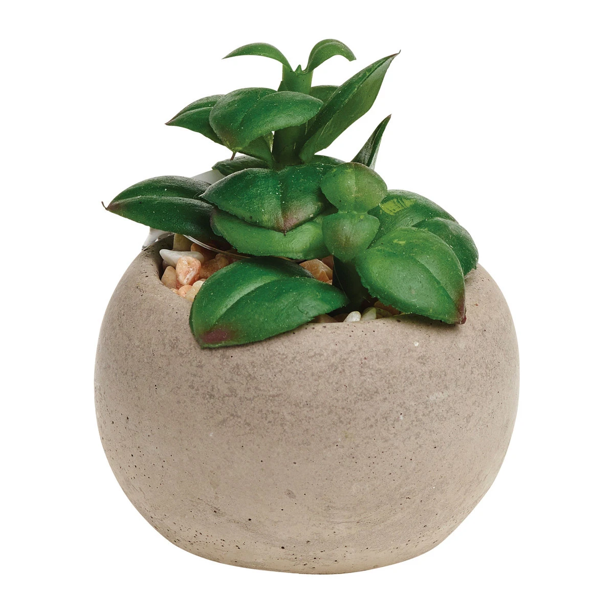 Gardman A Mixed Succulent Pot Plants 3 Gardman A Mixed Succulent Pot Plants - Billede 3