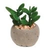 Gardman A Mixed Succulent Pot Plants