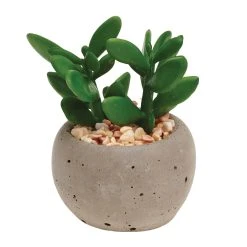 Gardman A Mixed Succulent Pot Plants