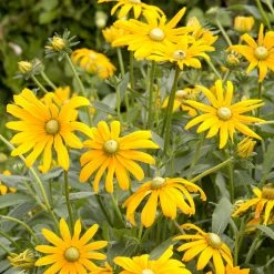 Suttons Seeds Rudbeckia - Irish Eyes