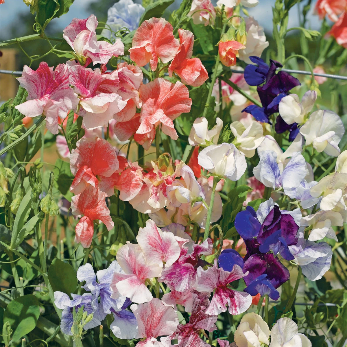 Suttons Seeds Sweet Pea - Fragrant Tide Mix 1 Suttons Seeds Sweet Pea - Fragrant Tide Mix