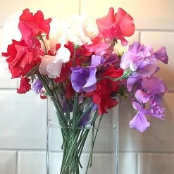 Suttons Seeds Suttons Seed Sweet Pea Patriotic Mix