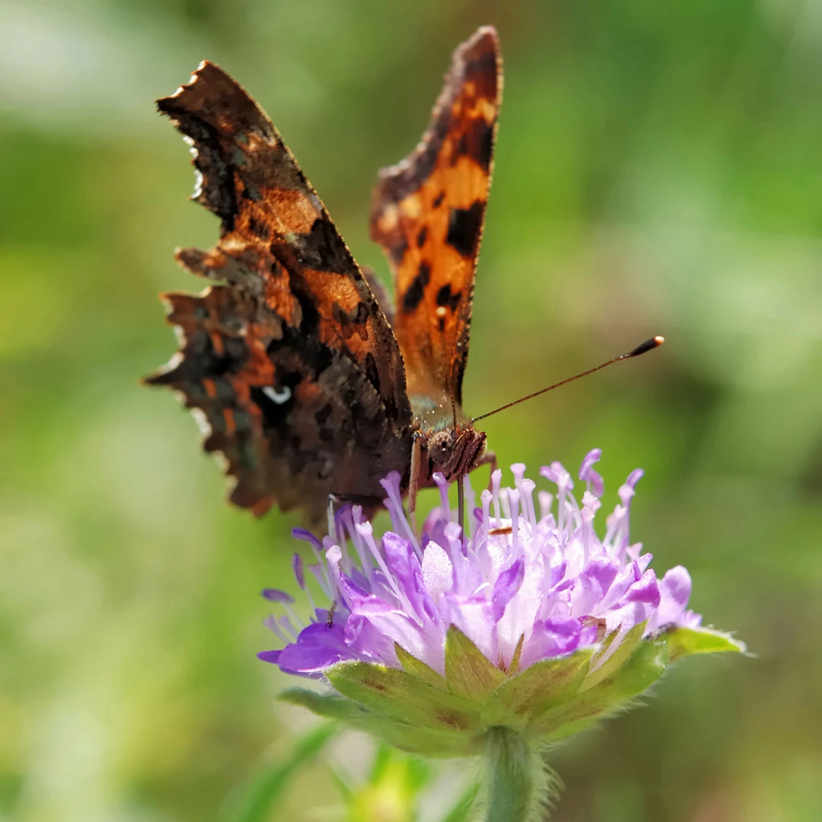 Suttons Seeds Suttons Butterfly Mix Seeds 1 Suttons Seeds Suttons Butterfly Mix Seeds