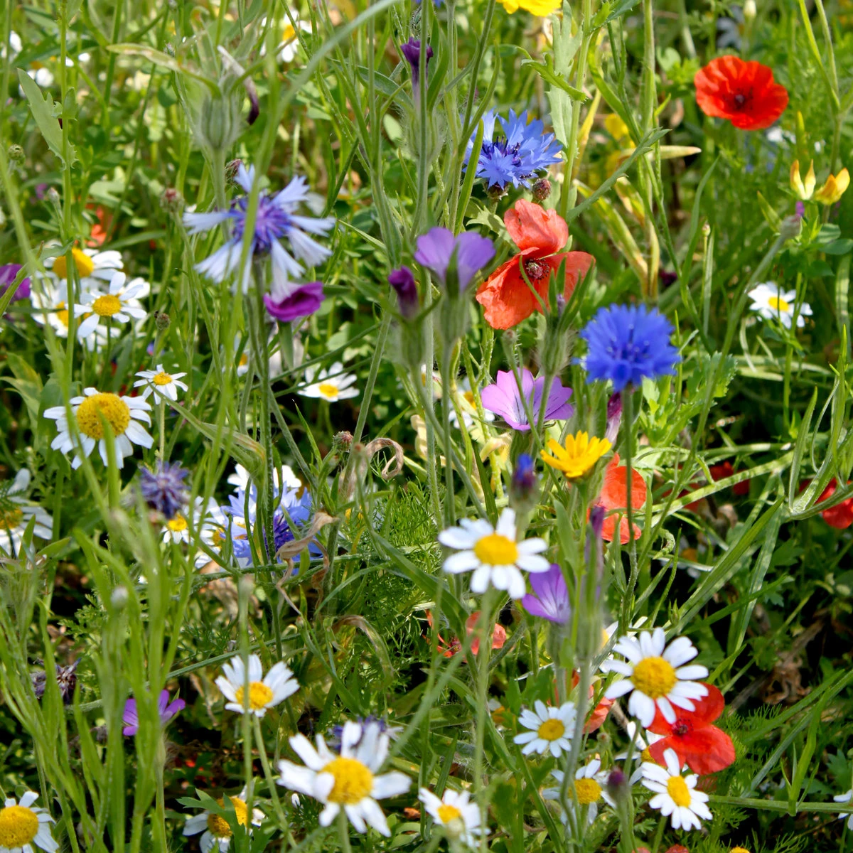 Suttons Seeds Suttons Colourful Annuals Mix Seeds 1 Suttons Seeds Suttons Colourful Annuals Mix Seeds