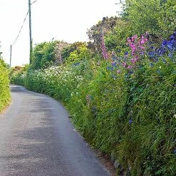 Suttons Seeds Suttons Seed Country Hedgerow Mix -Kent &amp Stowe butik 9111782 frontface 1200Wx1200H