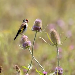 Suttons Seeds Suttons The Birds And Bees Mix Seeds