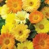 Fun To Grow Calendula Suttons Seeds