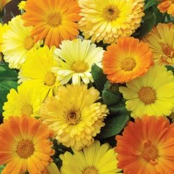 Fun To Grow Calendula Suttons Seeds