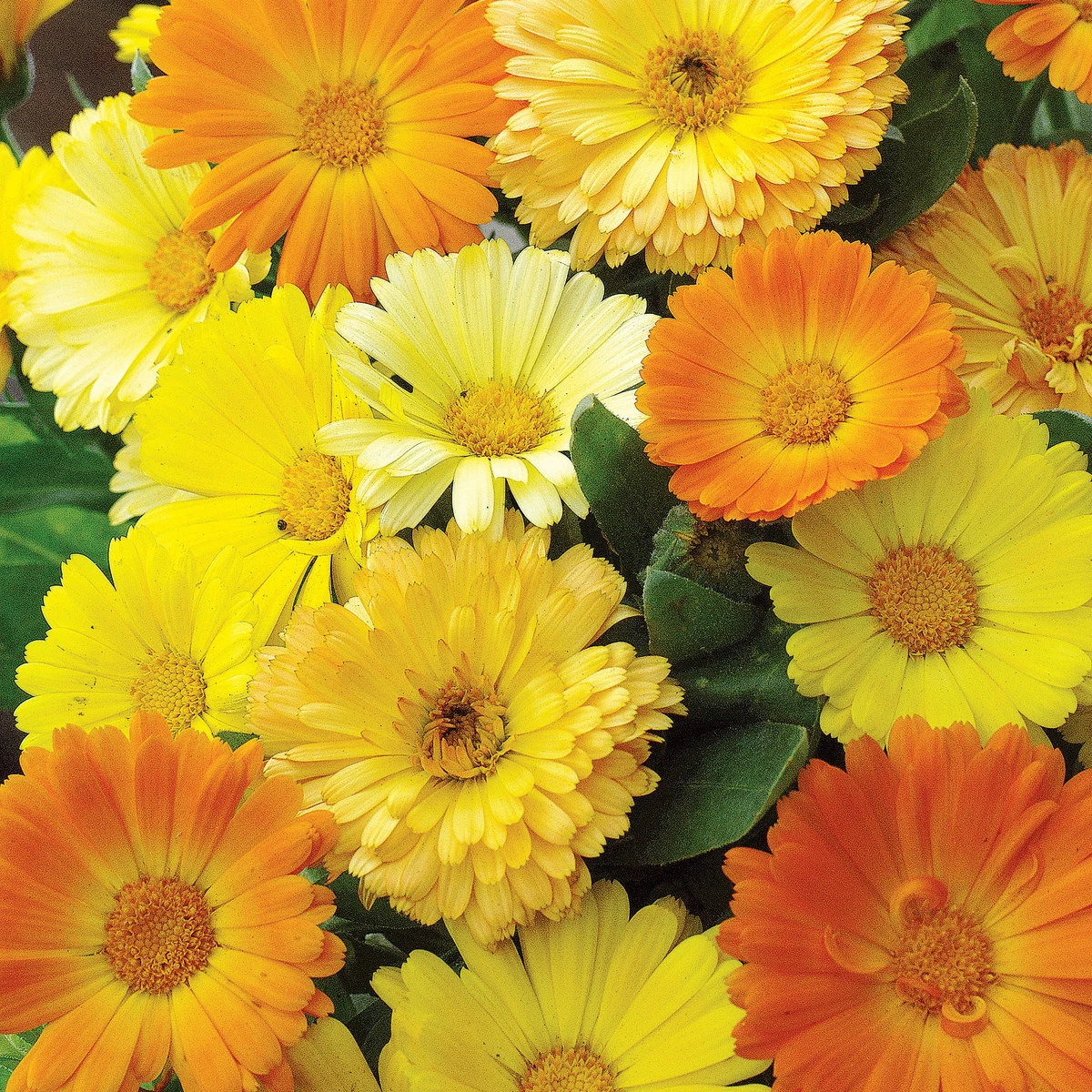 Fun To Grow Calendula Suttons Seeds 1 Fun To Grow Calendula Suttons Seeds
