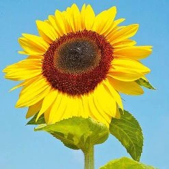 Suttons Seeds Suttons Seed Fun To Grow Sunflower Titan -Kent &amp Stowe butik 9111790 frontface 1200Wx1200H