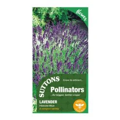 Suttons Seeds Suttons P & P Lavender Hidcote Blue