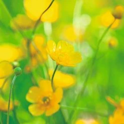 Suttons Seeds Suttons P & P Predator Flower Mix -Kent &amp Stowe butik 9111828 back 1200Wx1200H