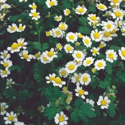Suttons Seeds Suttons P & P Predator Flower Mix -Kent &amp Stowe butik 9111828 leftoffront 1200Wx1200H