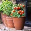 Suttons Seeds Fun To Grow Table Top Tomato