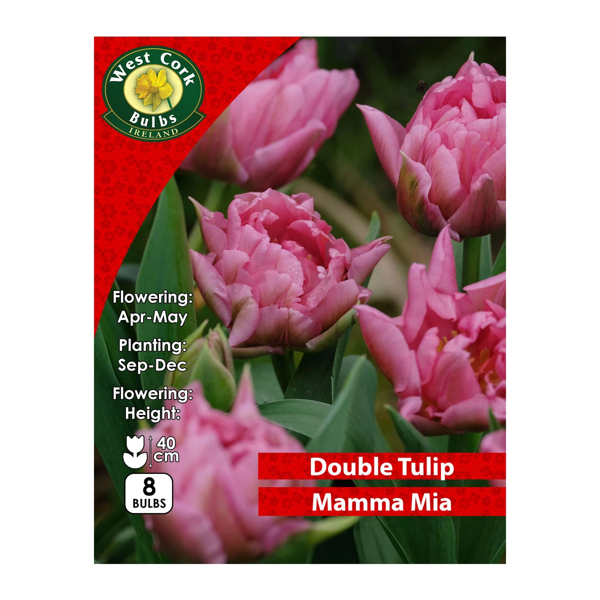 West Cork Bulbs Tulip Double Mamma Mia 8 Bulbs Prepack 1 West Cork Bulbs Tulip Double Mamma Mia 8 Bulbs Prepack