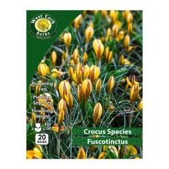 West Cork Bulbs Crocus Species Fuscotinctus 20 Bulbs Prepack