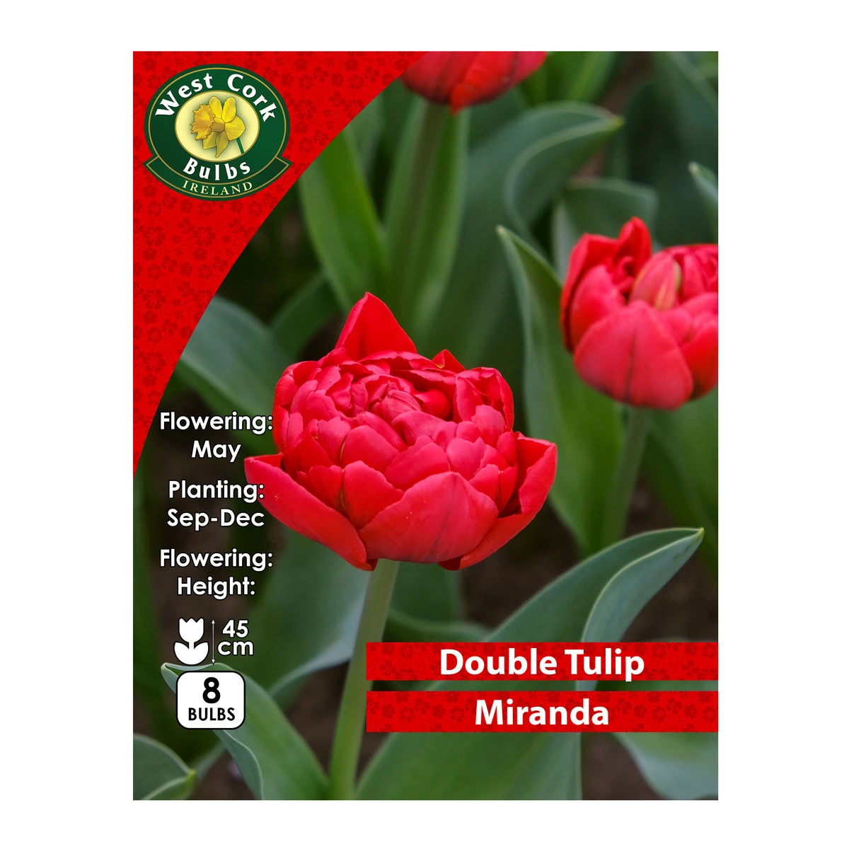 West Cork Bulbs Tulip Double Miranda 8 Bulbs Prepack 1 West Cork Bulbs Tulip Double Miranda 8 Bulbs Prepack