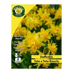 West Cork Bulbs Tete A Tete Boucle 8 Bulbs Prepack