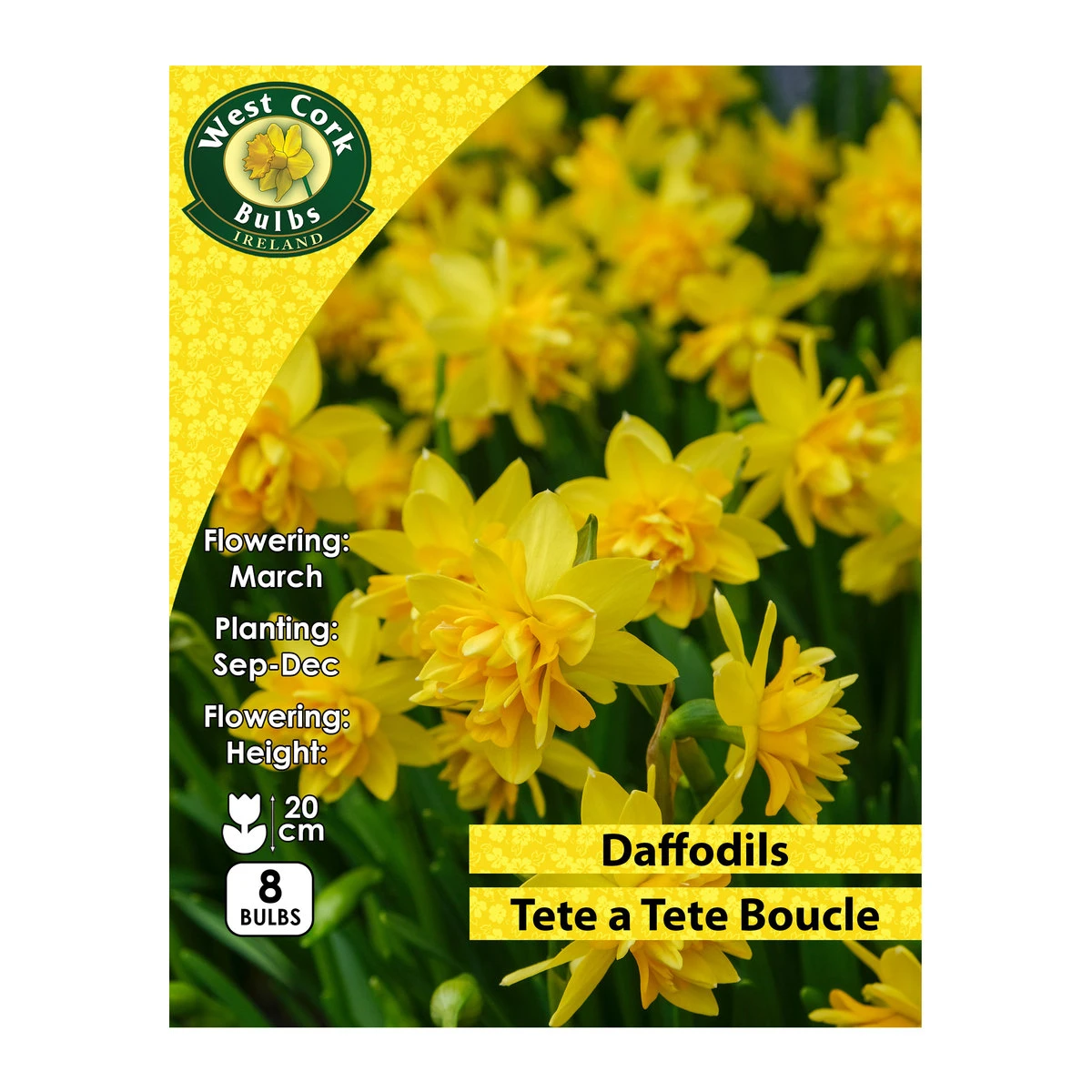 West Cork Bulbs Tete A Tete Boucle 8 Bulbs Prepack 1 West Cork Bulbs Tete A Tete Boucle 8 Bulbs Prepack
