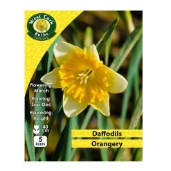West Cork Bulbs Daffodil Orangery 5 Bulbs Prepack