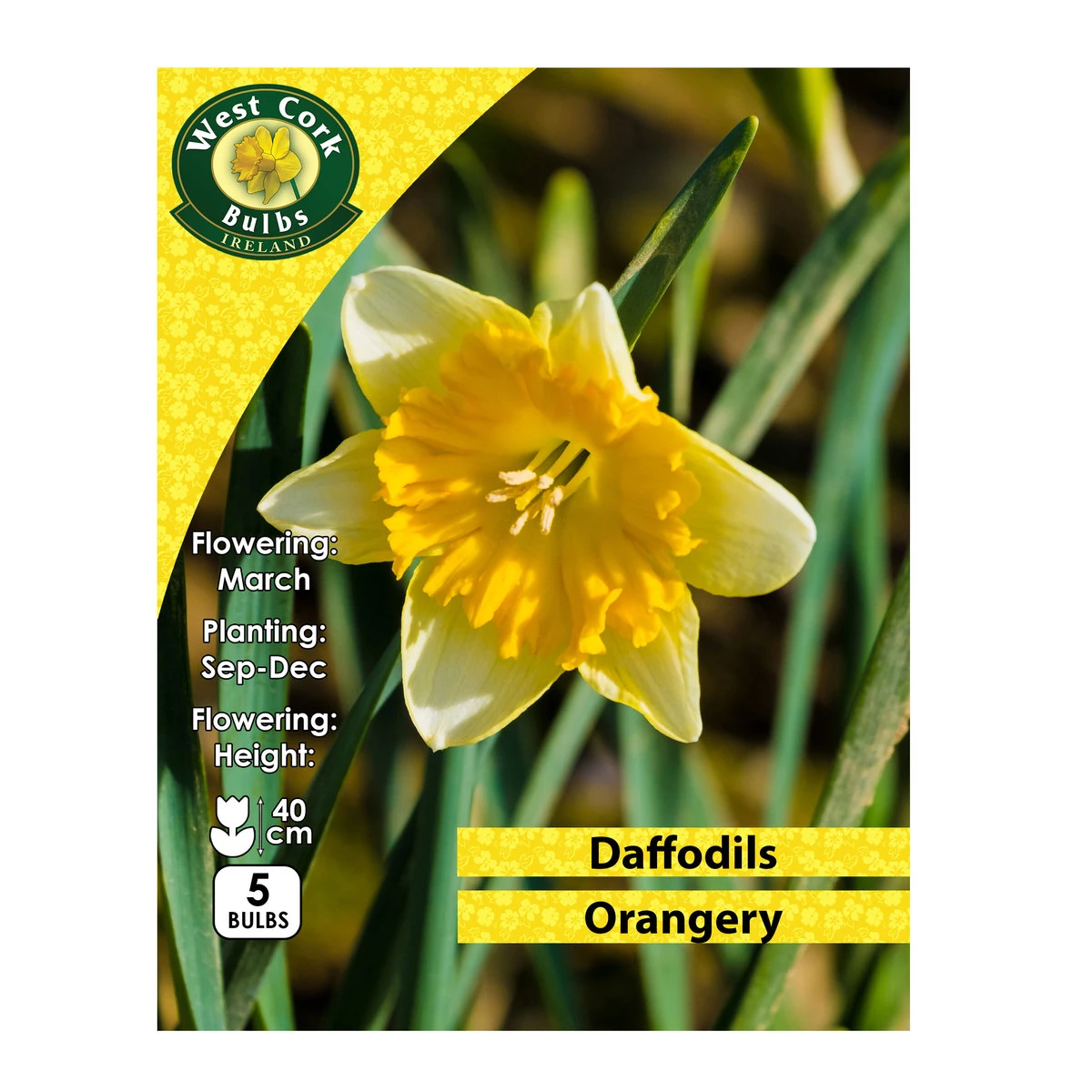 West Cork Bulbs Daffodil Orangery 5 Bulbs Prepack 1 West Cork Bulbs Daffodil Orangery 5 Bulbs Prepack