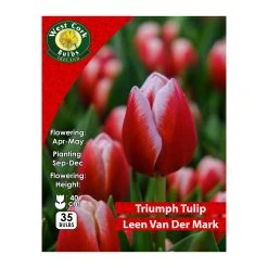 West Cork Bulbs Tulip Leen Van Der Mark 35 Bulbs