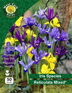 West Cork Bulbs Iris Reticulata Harmony Mixed 50 Bulbs
