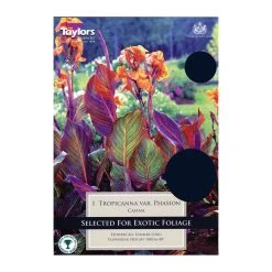 Taylors Canna Tropicanna