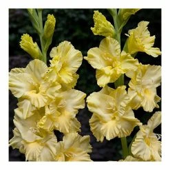 Taylors Gladioli Morning Gold