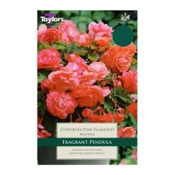 Taylors Begonia Odorata Pink Flamingo Exotic