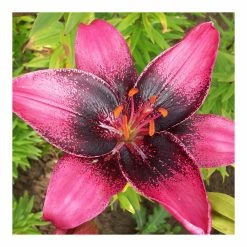 Taylors Lily Purple Dream