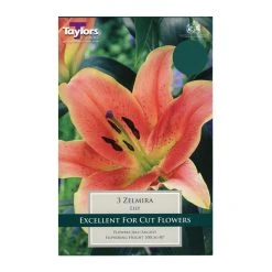 Taylors Lily Zelmira